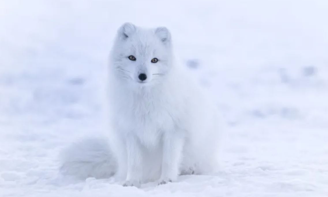 An arctic fox sitting in the snow, the animal tofa is named after.